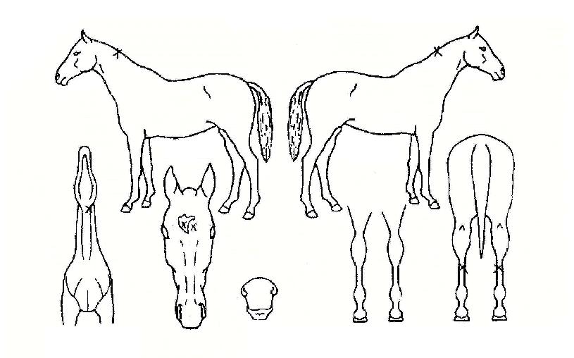 ¿ì¸®ÃµÇÏÀÚ¸¶ÀÇ Ãø¸é,¿ì¸é,µÞ¸é,µÎ»ó,´Ù¸®ÀÇ Æ¯Â¡µµÇØ