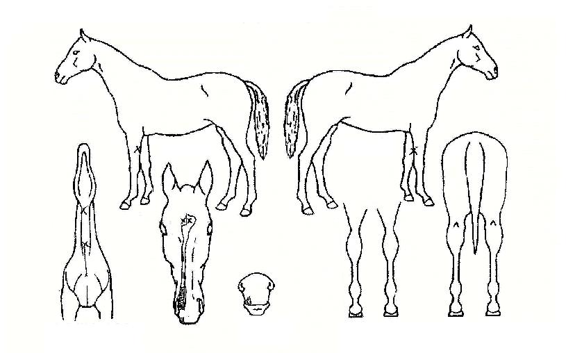 ��溰�� ����,���,�޸�,�λ�,�ٸ��� Ư¡����