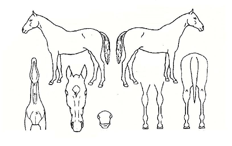 ¼öÆÛ°¡ÀÌÀÇ Ãø¸é,¿ì¸é,µÞ¸é,µÎ»ó,´Ù¸®ÀÇ Æ¯Â¡µµÇØ