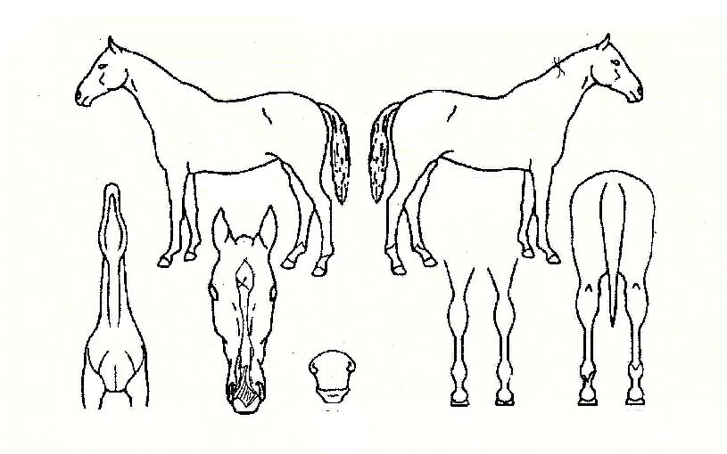 �̽���Ķ�Ÿ��� ����,���,�޸�,�λ�,�ٸ��� Ư¡����