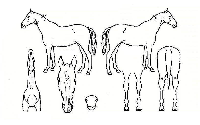 ´ëµéº¸ÀÇ Ãø¸é,¿ì¸é,µÞ¸é,µÎ»ó,´Ù¸®ÀÇ Æ¯Â¡µµÇØ