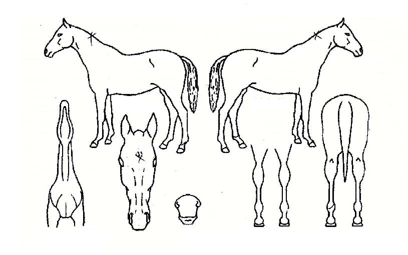 ������ ����,���,�޸�,�λ�,�ٸ��� Ư¡����