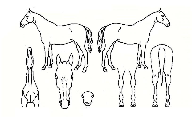 ���ձ����� ����,���,�޸�,�λ�,�ٸ��� Ư¡����