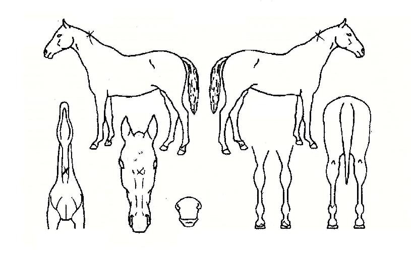 °¥¶ôƼÄÚÀÇ Ãø¸é,¿ì¸é,µÞ¸é,µÎ»ó,´Ù¸®ÀÇ Æ¯Â¡µµÇØ