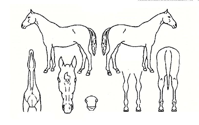 õÇÏÁö¹èÀÇ Ãø¸é,¿ì¸é,µÞ¸é,µÎ»ó,´Ù¸®ÀÇ Æ¯Â¡µµÇØ