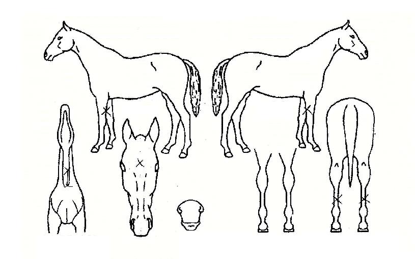 »çºÎÀÇ Ãø¸é,¿ì¸é,µÞ¸é,µÎ»ó,´Ù¸®ÀÇ Æ¯Â¡µµÇØ