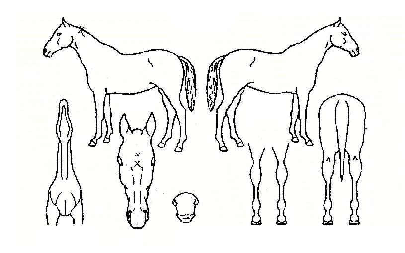 ������� ����,���,�޸�,�λ�,�ٸ��� Ư¡����