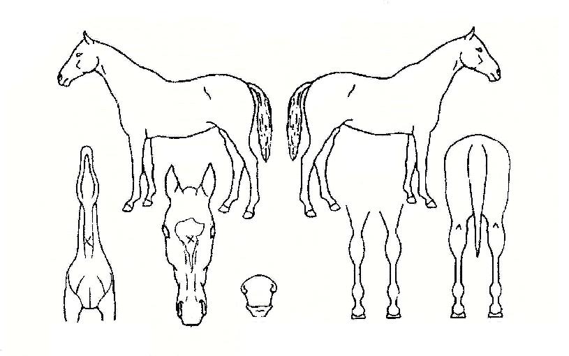 ���������� ����,���,�޸�,�λ�,�ٸ��� Ư¡����