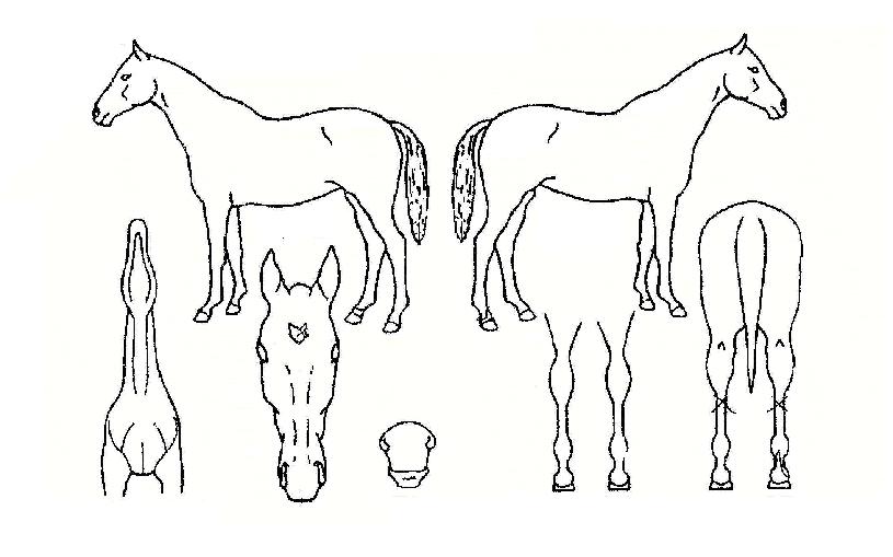 ��Ʋ�帮���� ����,���,�޸�,�λ�,�ٸ��� Ư¡����