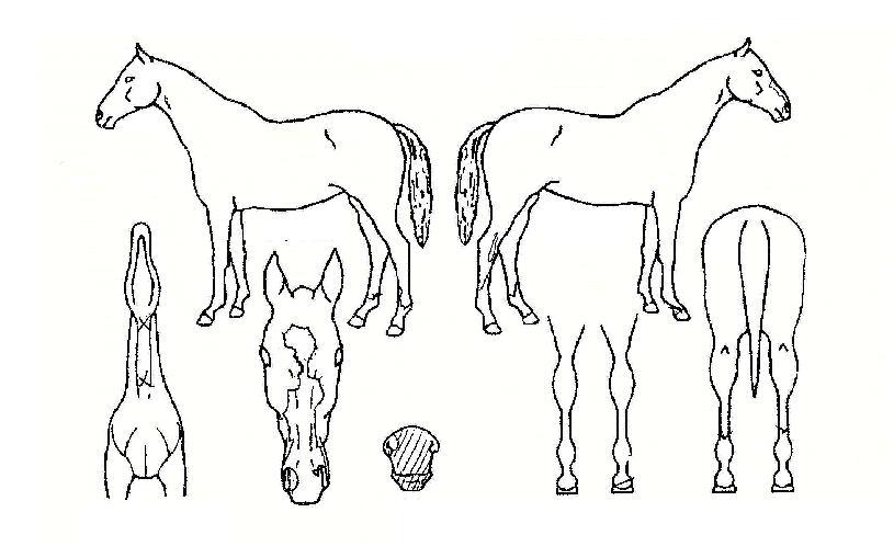 ¼§¶ìÀ̵帮¸ÓÀÇ Ãø¸é,¿ì¸é,µÞ¸é,µÎ»ó,´Ù¸®ÀÇ Æ¯Â¡µµÇØ