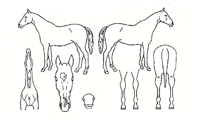 ������йи��� ����,���,�޸�,�λ�,�ٸ��� Ư¡����