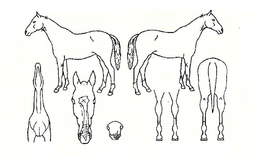 ���̵帮���� ����,���,�޸�,�λ�,�ٸ��� Ư¡����