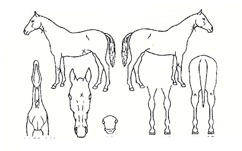 �ָ��� ����,���,�޸�,�λ�,�ٸ��� Ư¡����