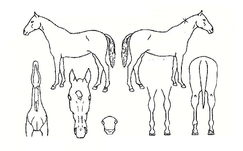 °ÃßÀÇ Ãø¸é,¿ì¸é,µÞ¸é,µÎ»ó,´Ù¸®ÀÇ Æ¯Â¡µµÇØ