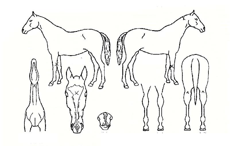 �ڳݷ����ڸ��� ����,���,�޸�,�λ�,�ٸ��� Ư¡����