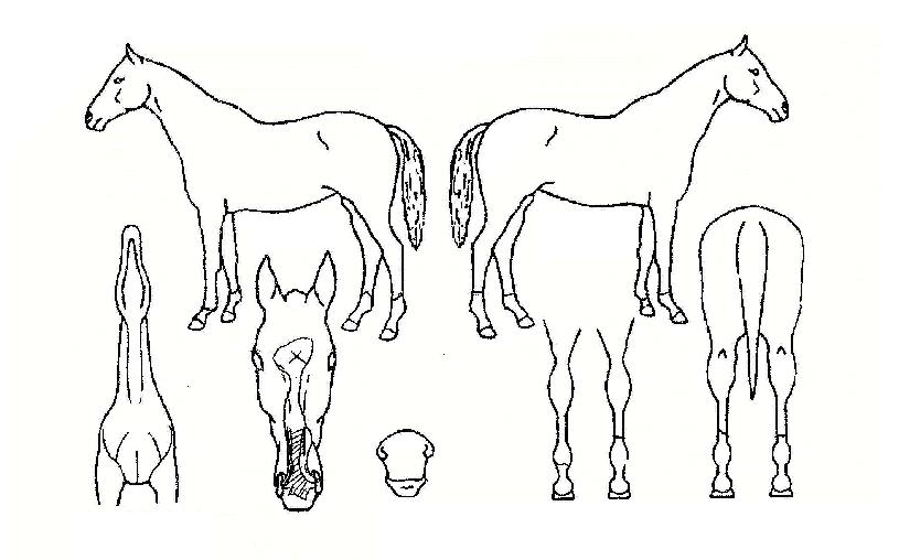 �����ǵ���� ����,���,�޸�,�λ�,�ٸ��� Ư¡����