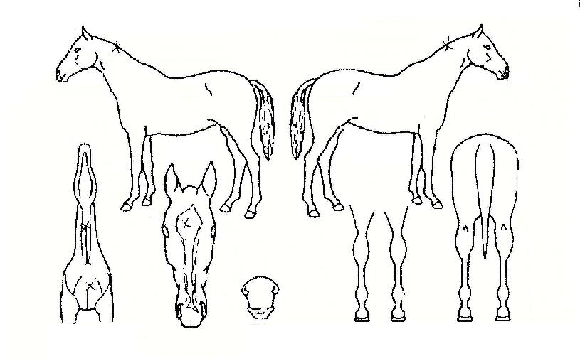 ���ο������ ����,���,�޸�,�λ�,�ٸ��� Ư¡����