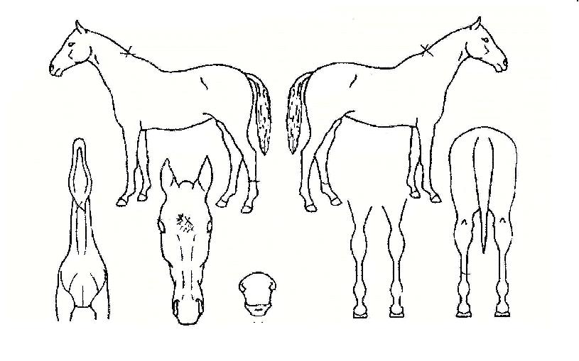 õ´ÜÀǺ°ÀÇ Ãø¸é,¿ì¸é,µÞ¸é,µÎ»ó,´Ù¸®ÀÇ Æ¯Â¡µµÇØ