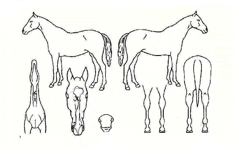 ùÀλóÀÇ Ãø¸é,¿ì¸é,µÞ¸é,µÎ»ó,´Ù¸®ÀÇ Æ¯Â¡µµÇØ