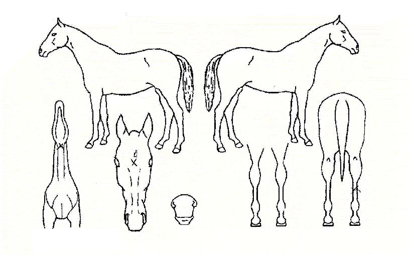 ����õ���� ����,���,�޸�,�λ�,�ٸ��� Ư¡����