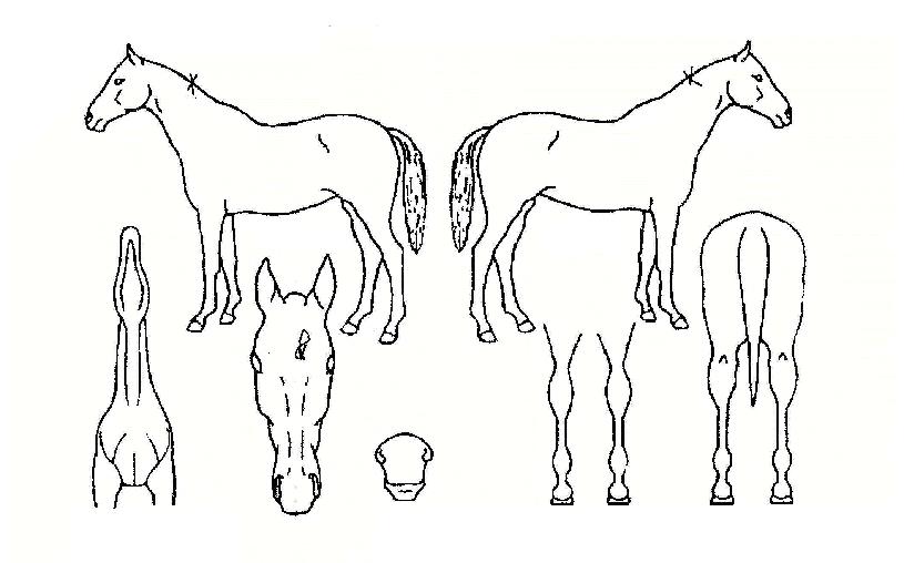 �Ŀ��������� ����,���,�޸�,�λ�,�ٸ��� Ư¡����