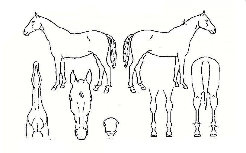 ´©¸®ºÀÀÇ Ãø¸é,¿ì¸é,µÞ¸é,µÎ»ó,´Ù¸®ÀÇ Æ¯Â¡µµÇØ