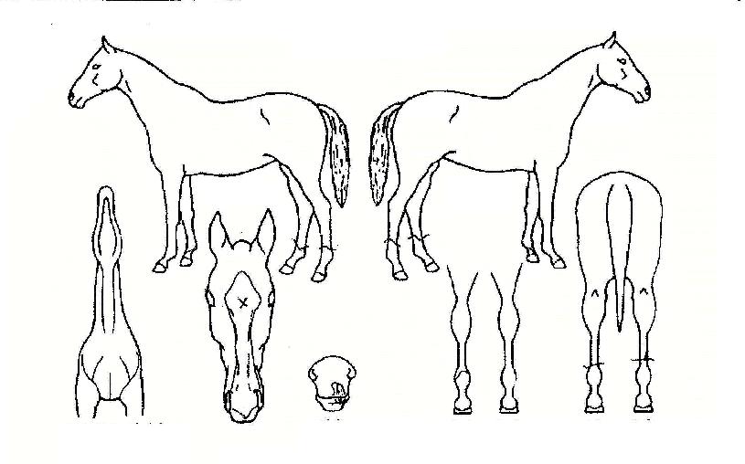 ���亸���� ����,���,�޸�,�λ�,�ٸ��� Ư¡����