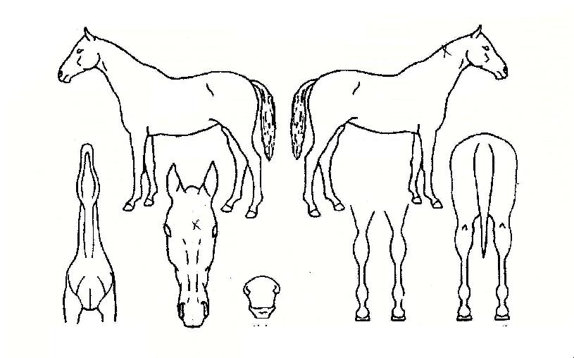 Àϰöõ»çÀÇ Ãø¸é,¿ì¸é,µÞ¸é,µÎ»ó,´Ù¸®ÀÇ Æ¯Â¡µµÇØ