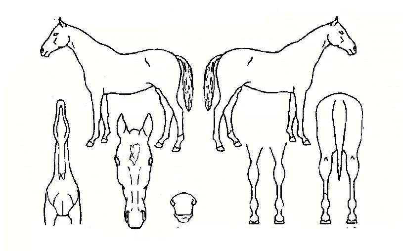 ¿ÁÅäÀÇ Ãø¸é,¿ì¸é,µÞ¸é,µÎ»ó,´Ù¸®ÀÇ Æ¯Â¡µµÇØ