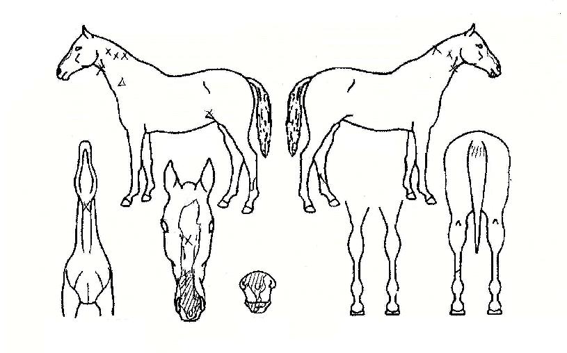 ������ ����,���,�޸�,�λ�,�ٸ��� Ư¡����