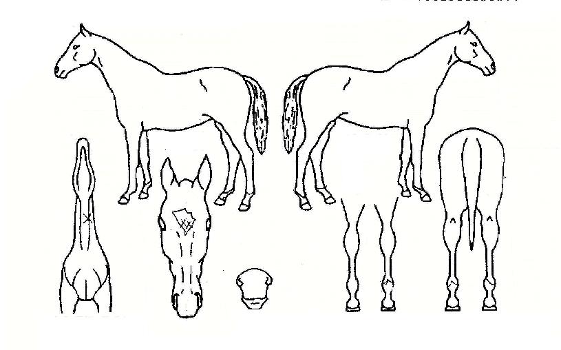 ¿ìÁÖÇÔ´ëÀÇ Ãø¸é,¿ì¸é,µÞ¸é,µÎ»ó,´Ù¸®ÀÇ Æ¯Â¡µµÇØ