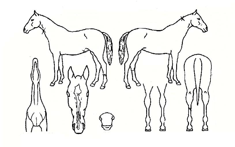 º°ºû³ª¶óÀÇ Ãø¸é,¿ì¸é,µÞ¸é,µÎ»ó,´Ù¸®ÀÇ Æ¯Â¡µµÇØ