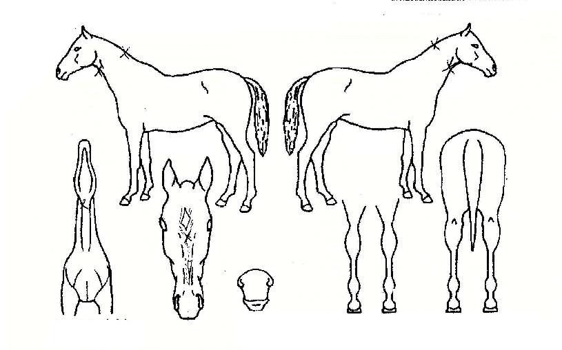 �������� ����,���,�޸�,�λ�,�ٸ��� Ư¡����