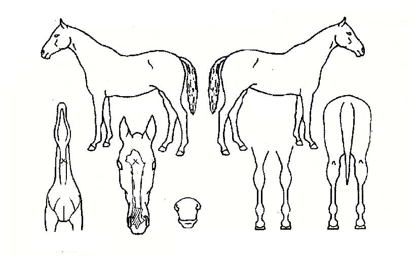 ȫ���� ����,���,�޸�,�λ�,�ٸ��� Ư¡����