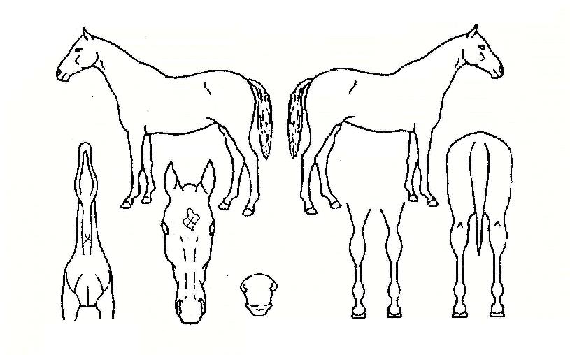 ��ī�̺����� ����,���,�޸�,�λ�,�ٸ��� Ư¡����