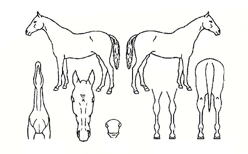 Ǫ¸¥ÇÏ´ÃÀÇ Ãø¸é,¿ì¸é,µÞ¸é,µÎ»ó,´Ù¸®ÀÇ Æ¯Â¡µµÇØ