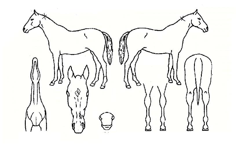 ±¤Ç³³Ê¿ïÀÇ Ãø¸é,¿ì¸é,µÞ¸é,µÎ»ó,´Ù¸®ÀÇ Æ¯Â¡µµÇØ