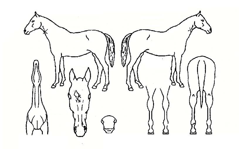 ÇÁ¸®Å¸ÀÓÀÇ Ãø¸é,¿ì¸é,µÞ¸é,µÎ»ó,´Ù¸®ÀÇ Æ¯Â¡µµÇØ