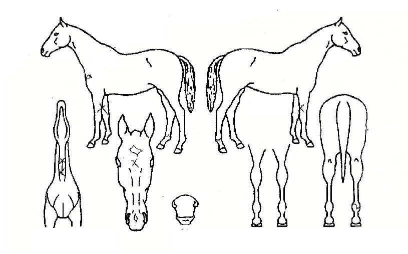 ���̳�ŷ�� ����,���,�޸�,�λ�,�ٸ��� Ư¡����