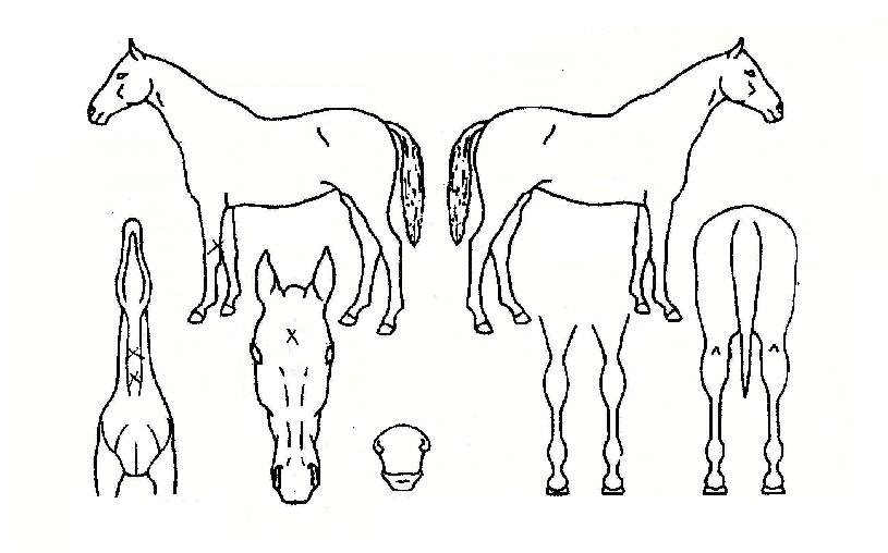 °ÇÑžçÀÇ Ãø¸é,¿ì¸é,µÞ¸é,µÎ»ó,´Ù¸®ÀÇ Æ¯Â¡µµÇØ