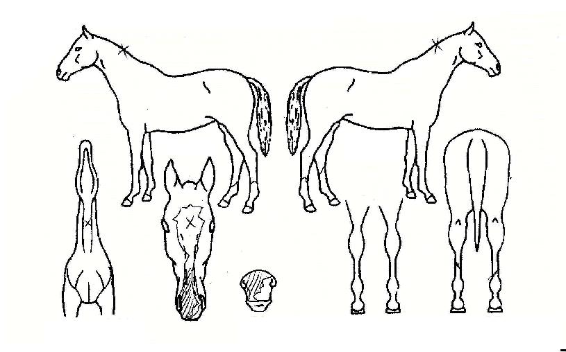 ����Ŭ������ ����,���,�޸�,�λ�,�ٸ��� Ư¡����