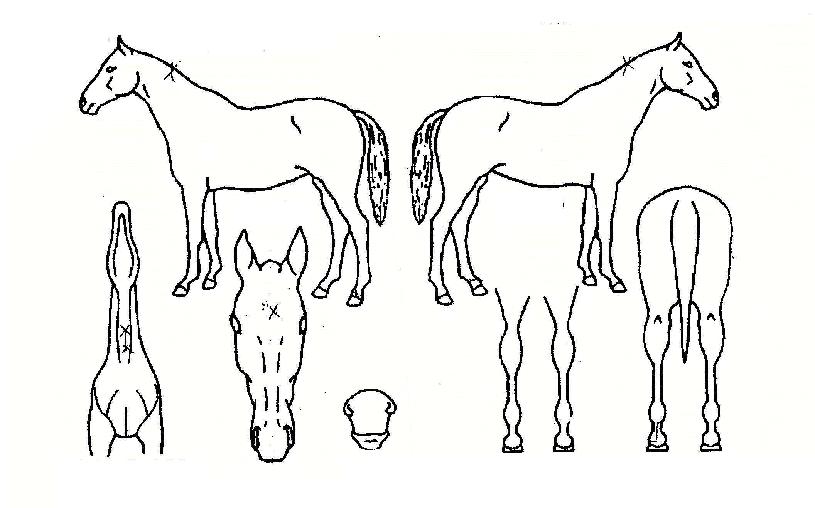 ������� ����,���,�޸�,�λ�,�ٸ��� Ư¡����