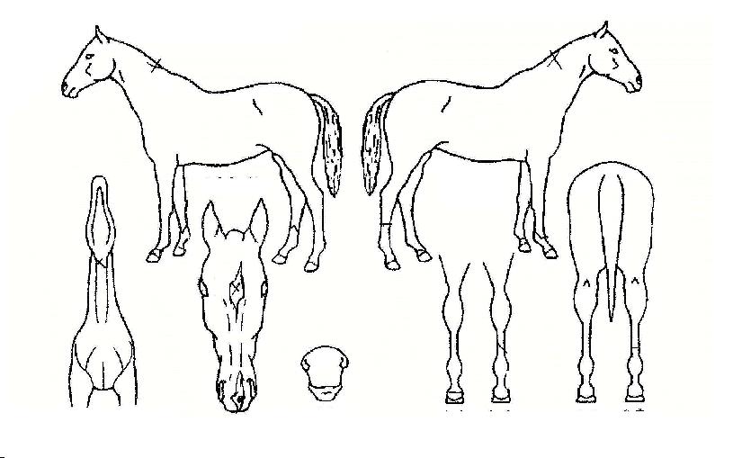 ���ǹ��������� ����,���,�޸�,�λ�,�ٸ��� Ư¡����