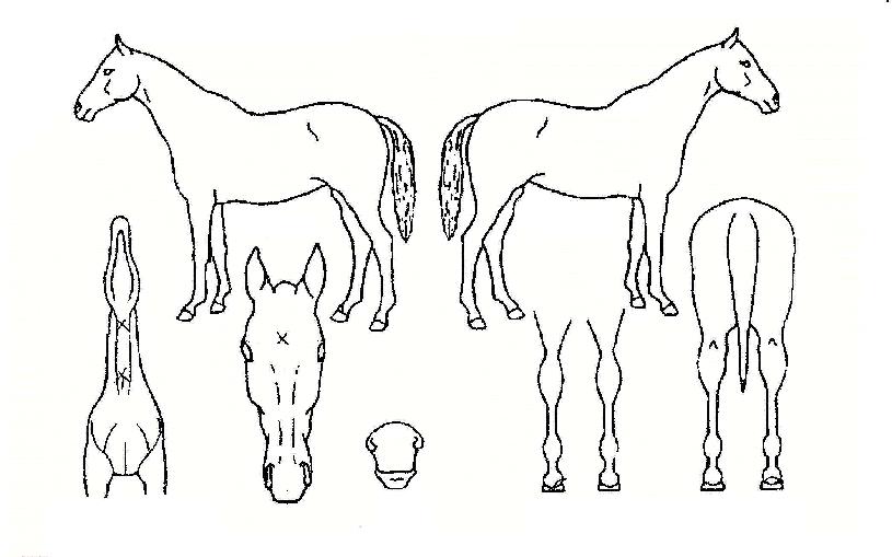 ���̻����ڸ��� ����,���,�޸�,�λ�,�ٸ��� Ư¡����