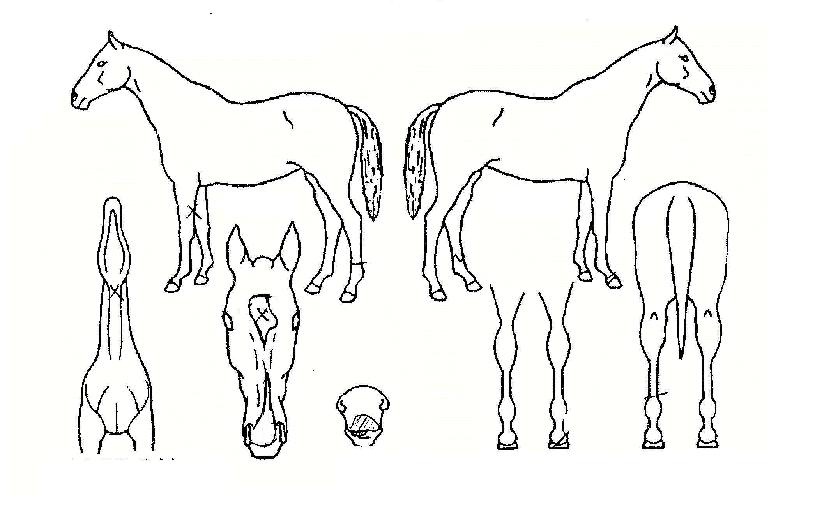 ���κδ��� ����,���,�޸�,�λ�,�ٸ��� Ư¡����