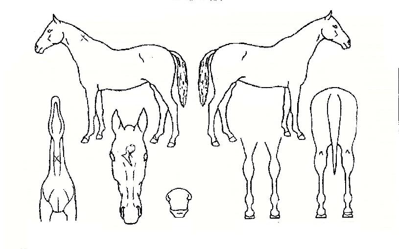 Ŭ·¡½º¾îºê¿À¹øÀÚ¸¶ÀÇ Ãø¸é,¿ì¸é,µÞ¸é,µÎ»ó,´Ù¸®ÀÇ Æ¯Â¡µµÇØ