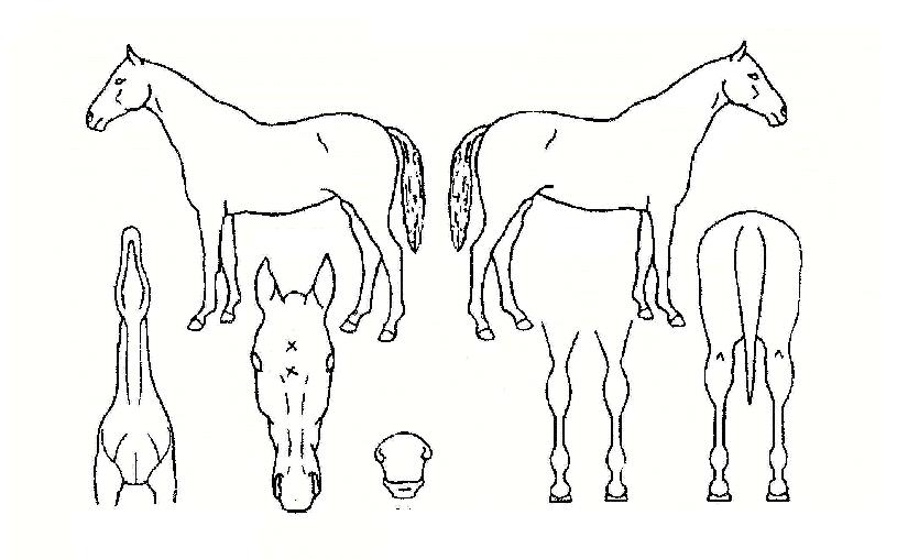 ��õ������ ����,���,�޸�,�λ�,�ٸ��� Ư¡����