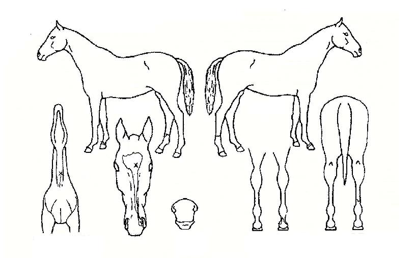 ȲÈÄõÇÏÀÇ Ãø¸é,¿ì¸é,µÞ¸é,µÎ»ó,´Ù¸®ÀÇ Æ¯Â¡µµÇØ