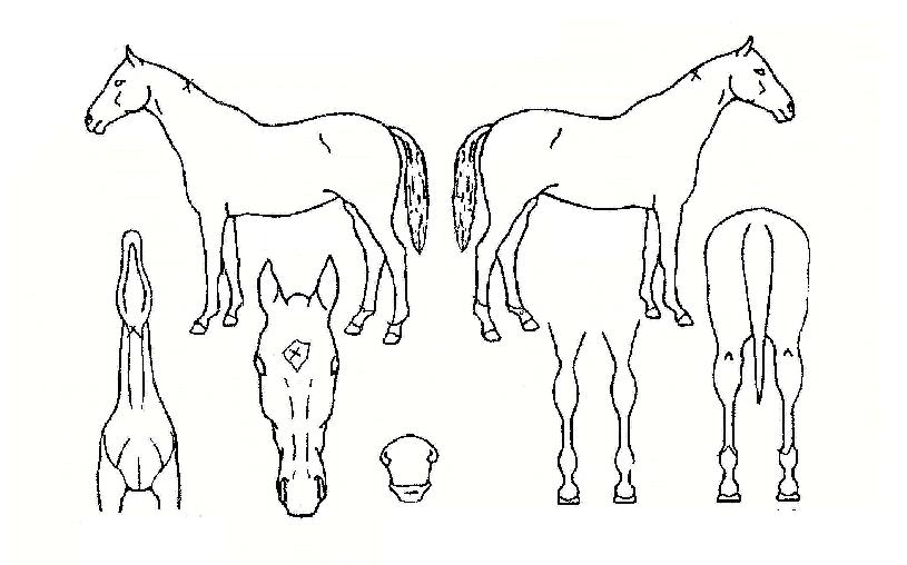 ¼Óµµ¹«Á¦ÇÑÀÇ Ãø¸é,¿ì¸é,µÞ¸é,µÎ»ó,´Ù¸®ÀÇ Æ¯Â¡µµÇØ