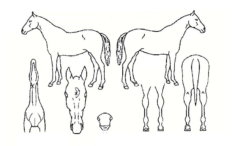 ÄÀÇÈÄ¿¹ÀÇ Ãø¸é,¿ì¸é,µÞ¸é,µÎ»ó,´Ù¸®ÀÇ Æ¯Â¡µµÇØ